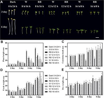 Effect of Photoperiod on Chinese Kale (Brassica alboglabra) Sprouts Under White or Combined Red and Blue Light